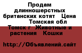 Продам длинношерстных британских котят › Цена ­ 2 500 - Томская обл., Томск г. Животные и растения » Кошки   